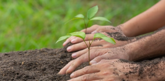 Relatório da Embrapa reforça que faltam mudas para restauração florestal no RJ