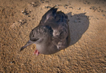 Poluição plástica deixa aves marinhas com danos cerebrais semelhantes ao Alzheimer, mostra estudo