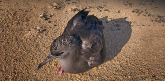 Poluição plástica deixa aves marinhas com danos cerebrais semelhantes ao Alzheimer, mostra estudo