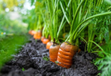 O que plantar em março em cada região do Brasil? Confira os principais cultivos