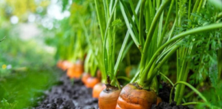 O que plantar em março em cada região do Brasil? Confira os principais cultivos