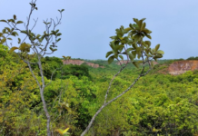 Japaratinga cria Parque Municipal e dá exemplo de preservação ambiental