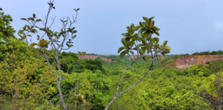 Japaratinga cria Parque Municipal e dá exemplo de preservação ambiental