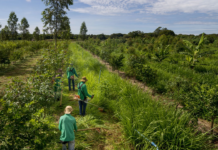 Florestas comestíveis podem revolucionar a produção de alimentos sustentáveis