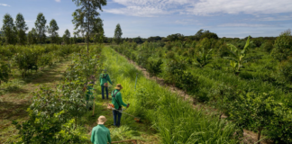 Florestas comestíveis podem revolucionar a produção de alimentos sustentáveis