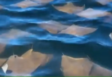 Cardume de raias faz “desfile” surpresa em pleno Carnaval carioca