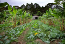Lei Marco de Agroecologia fortalece combate à crise climática na América Latina e Caribe