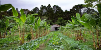 Lei Marco de Agroecologia fortalece combate à crise climática na América Latina e Caribe