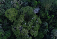 BNDES e Petrobras fecham acordo para compra de créditos de carbono na Amazônia