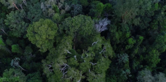 BNDES e Petrobras fecham acordo para compra de créditos de carbono na Amazônia