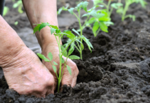 Projeto Maricá+Verde distribui mudas gratuitas em abril para incentivar arborização na cidade