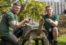Tartaruga de espécie em extinção dá à luz pela primeira vez aos 100 anos