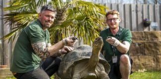 Tartaruga de espécie em extinção dá à luz pela primeira vez aos 100 anos