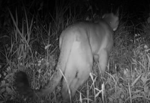 Câmera flagra primeira travessia de onça-parda em viaduto vegetado