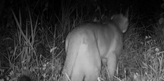 Câmera flagra primeira travessia de onça-parda em viaduto vegetado