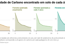 Solo perde mais carbono virando monocultura do que pegando fogo