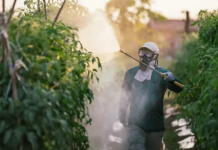 ‘As pessoas preferem não saber o que tem no tomate, alface ou morango, porque, se soubessem, não comeriam’