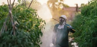 ‘As pessoas preferem não saber o que tem no tomate, alface ou morango, porque, se soubessem, não comeriam’