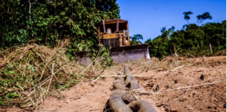 Manifesto pelo fim do uso do “CORRENTÃO” no Brasil