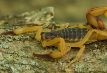 “Epidemia silenciosa” de picadas de escorpião no Brasil: casos quase triplicam