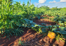 Estudo comprova viabilidade financeira de sistemas agroflorestais no Cerrado e incentiva investimentos
