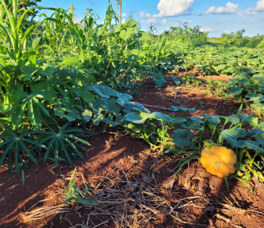 Estudo comprova viabilidade financeira de sistemas agroflorestais no Cerrado e incentiva investimentos