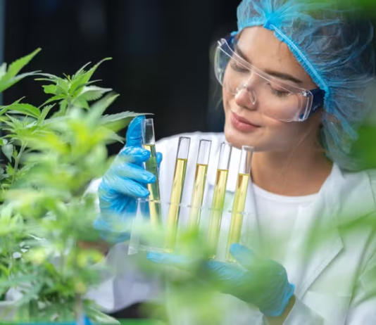 Mercado de Cannabis medicinal deve atingir R$ 1 bi em 2025