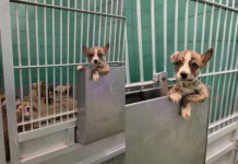 Cãozinho escapa do canil, foge da eutanásia e salva irmãozinhos; segunda chance