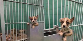 Cãozinho escapa do canil, foge da eutanásia e salva irmãozinhos; segunda chance