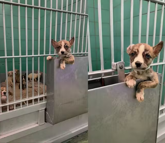 Cãozinho escapa do canil, foge da eutanásia e salva irmãozinhos; segunda chance