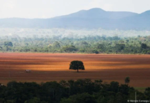 Desmatamento cai em cinco biomas do país; Mata Atlântica se mantém estável