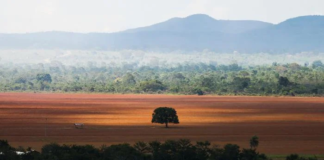 Desmatamento cai em cinco biomas do país; Mata Atlântica se mantém estável