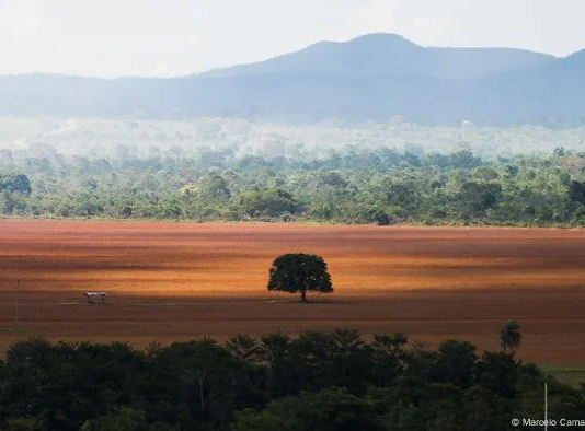 Desmatamento cai em cinco biomas do país; Mata Atlântica se mantém estável