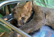 Gato em extinção é reintegrado à natureza no RJ com rádio-colar