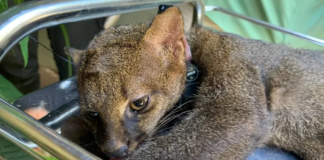 Gato em extinção é reintegrado à natureza no RJ com rádio-colar