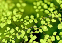 Estudo revela origem dos sinais elétricos trocados entre plantas