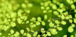 Estudo revela origem dos sinais elétricos trocados entre plantas