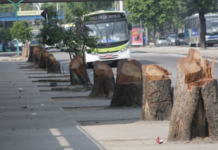 PETIÇÃO: Parem com o extermínio de árvores no Rio de Janeiro!