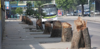 PETIÇÃO: Parem com o extermínio de árvores no Rio de Janeiro!