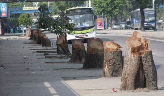 PETIÇÃO: Parem com o extermínio de árvores no Rio de Janeiro!