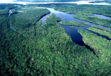 O Oriente no âmago da Amazônia