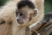 Em todos os cenários climáticos possíveis, habitats de aves e primatas da Amazônia estão ameaçados