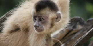 Em todos os cenários climáticos possíveis, habitats de aves e primatas da Amazônia estão ameaçados