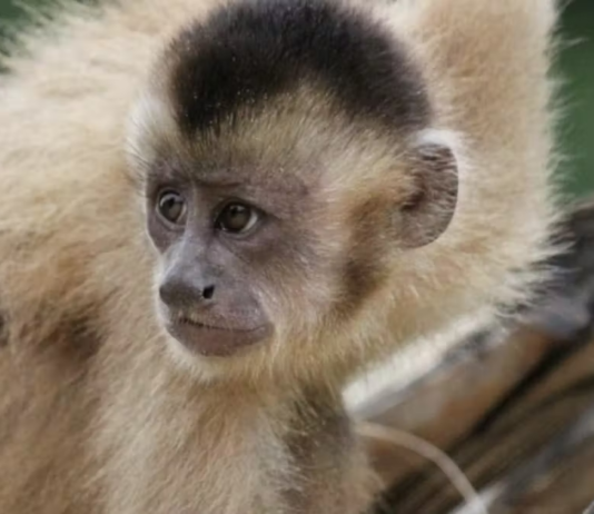 Em todos os cenários climáticos possíveis, habitats de aves e primatas da Amazônia estão ameaçados