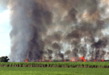 Quando a cidade arde e a sociedade silencia: do fogo das queimadas ao ar que respiramos