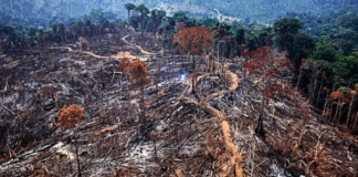 Mês do meio ambiente