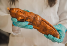 Mandioca açucarada é alternativa para produção de bioetanol, aponta pesquisa