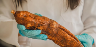 Mandioca açucarada é alternativa para produção de bioetanol, aponta pesquisa