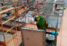Operação apreende 26 aves silvestres e aplica mais de R$2 milhões em multas