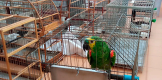 Operação apreende 26 aves silvestres e aplica mais de R$2 milhões em multas